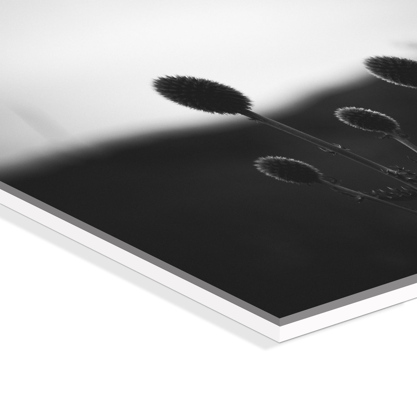 "black white"Frameless Acrylic Print