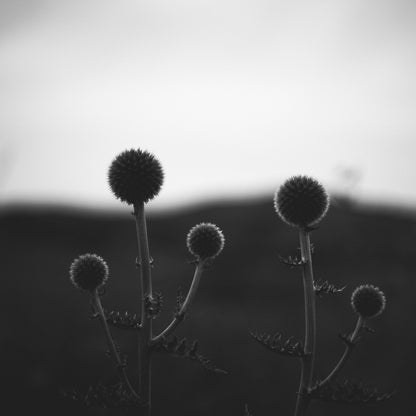 "black white"Frameless Acrylic Print