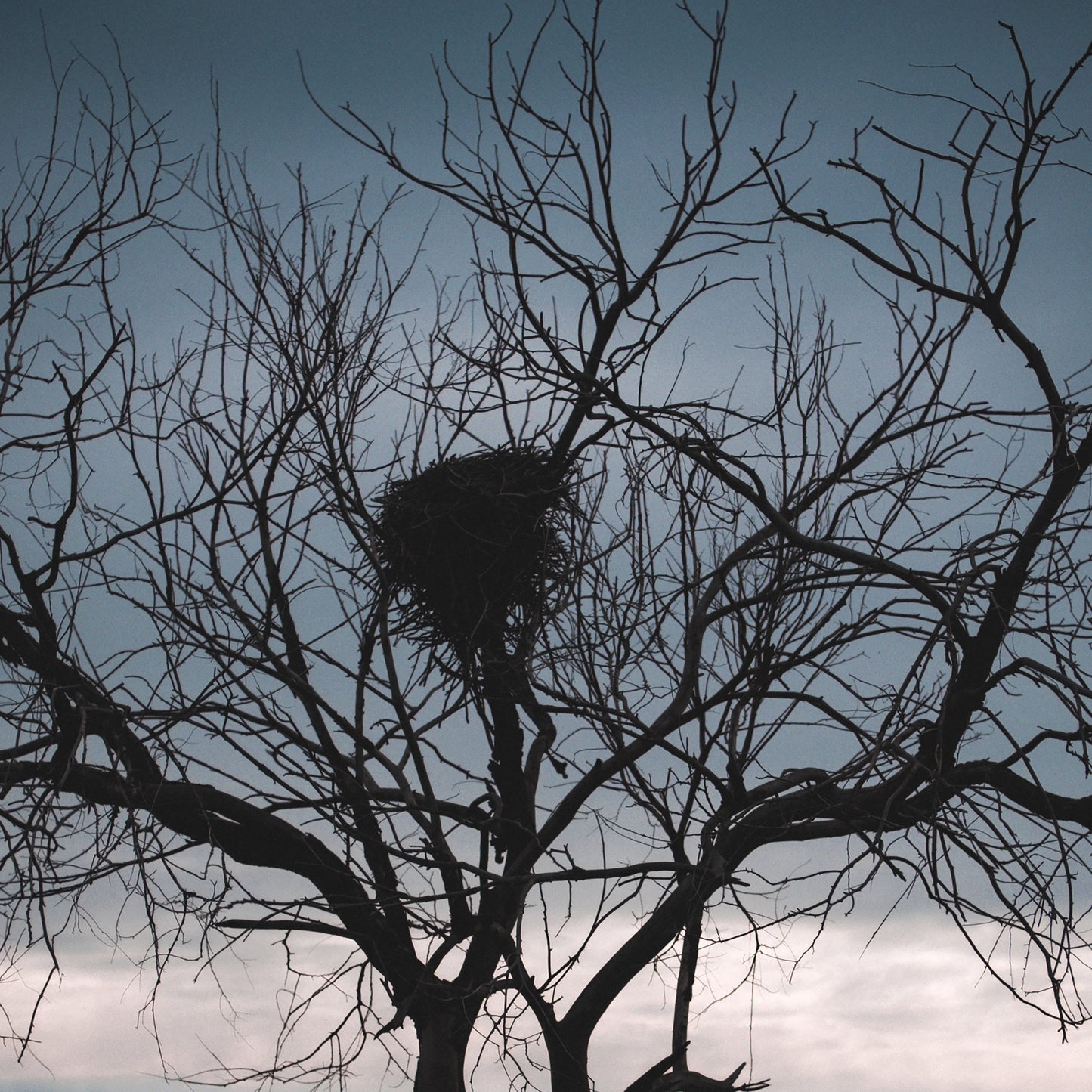 "tree"Frameless Acrylic Print