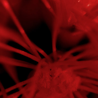 "Red Romance"Frameless Acrylic Print