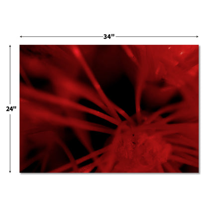 "Red Romance"Frameless Acrylic Print