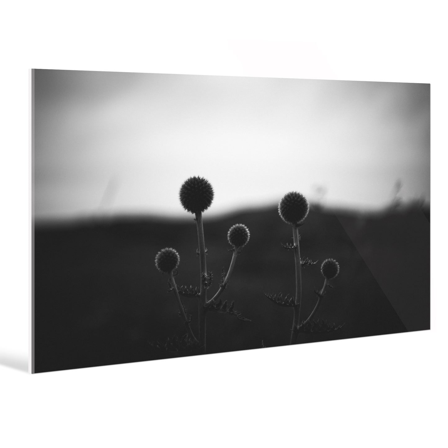 "black white"Frameless Acrylic Print