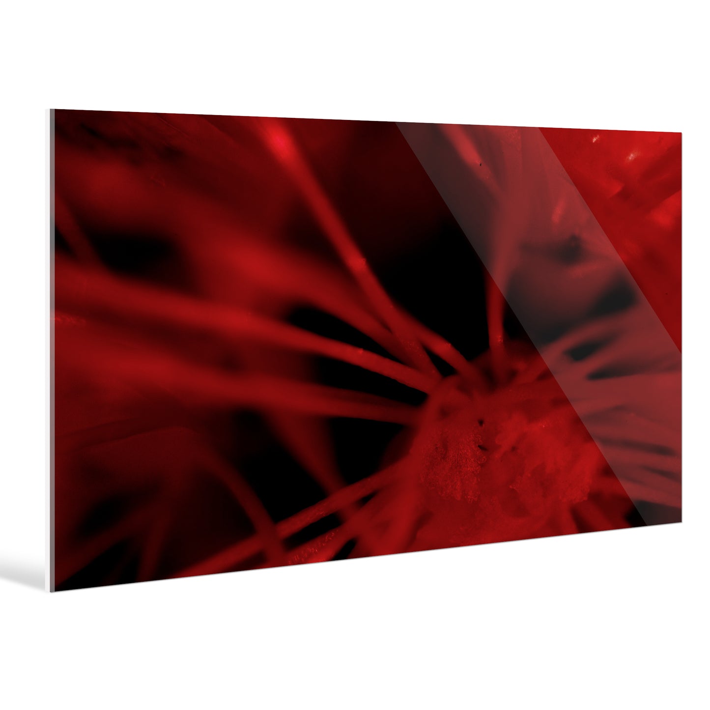 "Red Romance"Frameless Acrylic Print