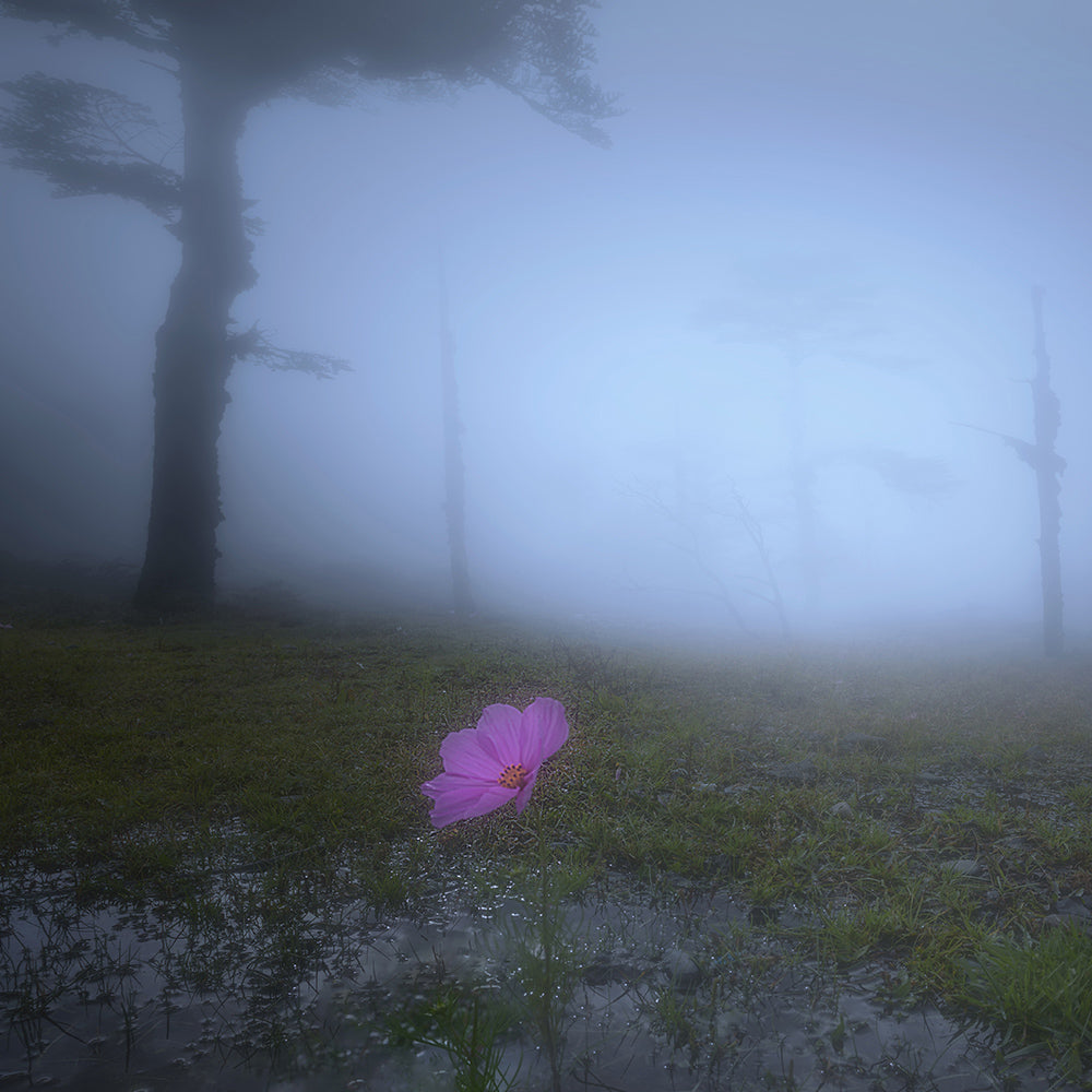 Flowers in Fog-Wuchao Du