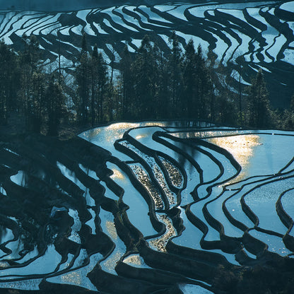 Terraced Fields in the Morning-Shu Zhang